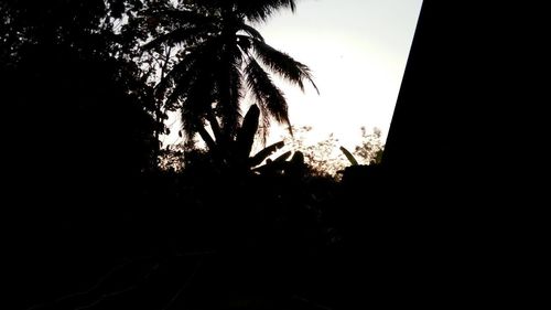 Low angle view of trees against sky