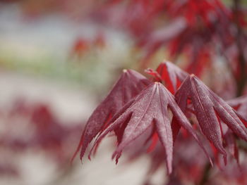 Close-up of red leaves on plant