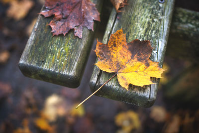 Detail of wooden bench at public park with leaf fallen from a plant in autumn