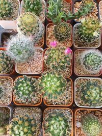 Potted plants at market stall