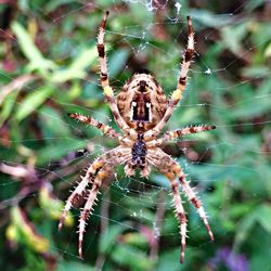 Close-up of spider on web