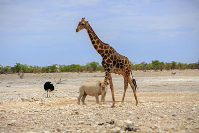 A black rhinocerous walking behind a giraffe with a male black ostriich in the background, 