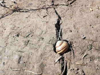 High angle view of shell on rock