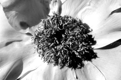 High angle view of flowering plant