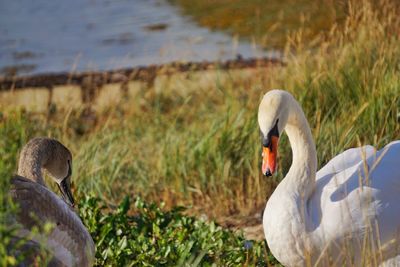 Close-up of swan swimming on lake