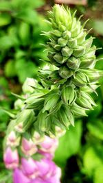 Close-up of flower plant