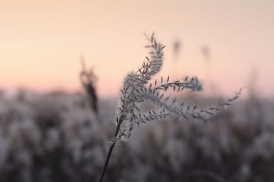 Close-up of plant against sky during sunset