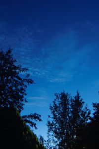 Low angle view of silhouette trees against sky