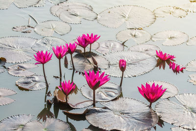 High angle view of pink water lily