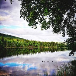 Swans swimming in lake against sky