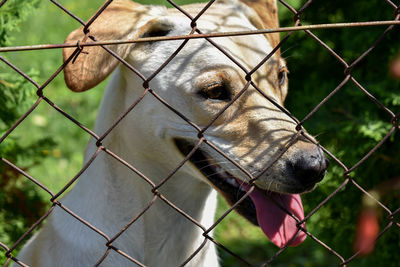 Close-up of dog seen through chainlink fence