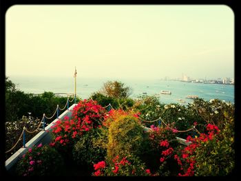 View of flowers in pond