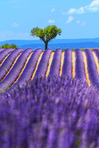 Close-up of flowering plant on field against sky