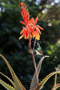 Close-up of orange flowering plant