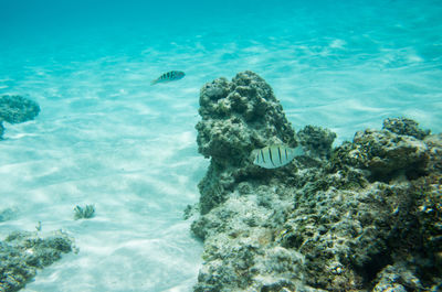 Turtle swimming in sea