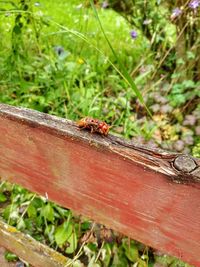 Close-up of insect on wood