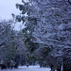 Snow covered trees