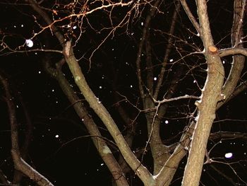 Close-up of bare tree at night