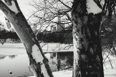 Low angle view of trees against sky