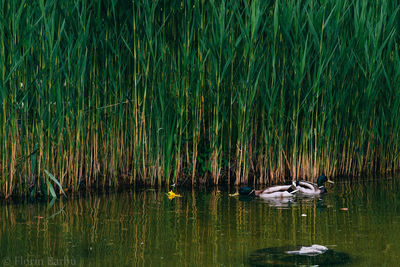 Grass growing in water