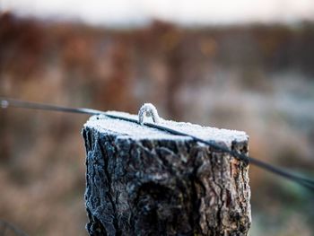 Close-up of wooden post on tree stump