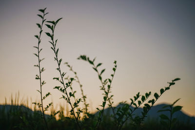 Low angle view of flowering plants on field against sky