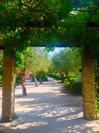 Footpath amidst trees