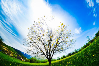 Low angle view of tree against sky