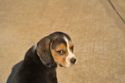 pet