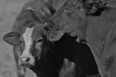 Close-up of cow
