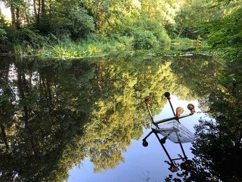 Reflection of trees in lake