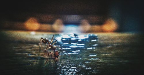 Close-up of insect on wood in river