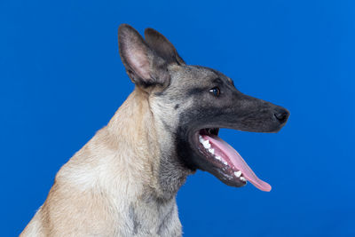 Close-up of a dog over blue background