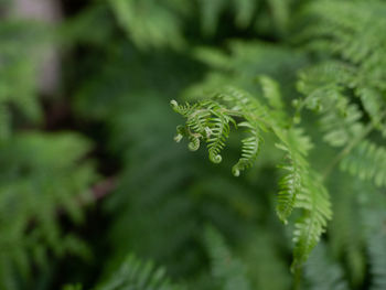 Close-up of fern leaves