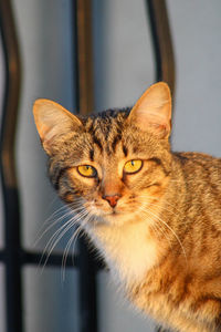 Close-up portrait of a cat