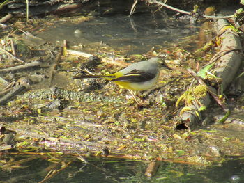 Close-up of bird perching on swimming underwater