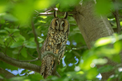 Low angle view of bird perching on branch