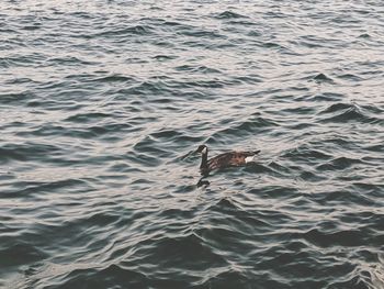 High angle view of bird swimming in sea