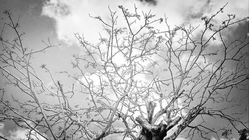 Low angle view of bare tree against sky