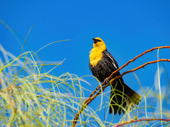 Low angle view of bird perching on branch against blue sky