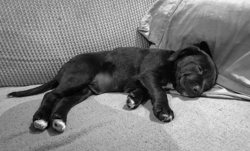 Dog sleeping on bed