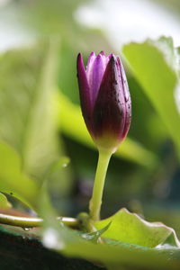 Close-up of pink flowering plant