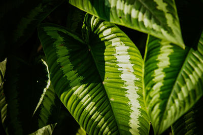 Close-up of green flower leaves