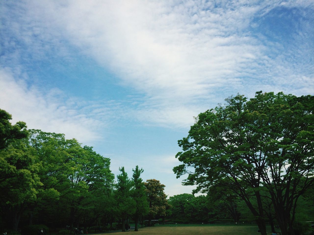 tree, sky, growth, tranquility, green color, tranquil scene, beauty in nature, nature, scenics, cloud - sky, low angle view, lush foliage, branch, cloud, green, landscape, day, idyllic, outdoors, no people