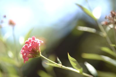 Close-up of pink flower blooming outdoors