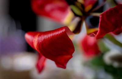 Close-up of red flowering plant