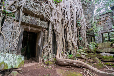 Trees growing in abandoned building