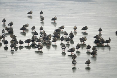 High angle view of birds on ice lake