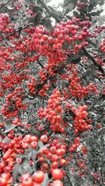 Close-up of red berries growing on tree