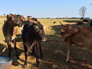 Cows on field against clear sky